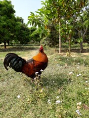 rooster in the farm