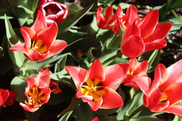 Fototapeta premium red tulips in garden