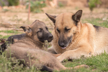 Pair of German Shepherd puppies playing with their mother side by side on the lawn of a country house