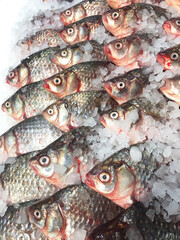 Raw river fish carp (Carassius) on ice in a supermarket. Fresh chilled carp at the fish market. River fish, carp close-up. Selective focus.