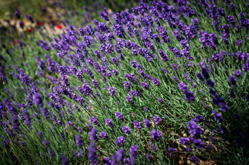 Naklejka premium Field of flowers, purple