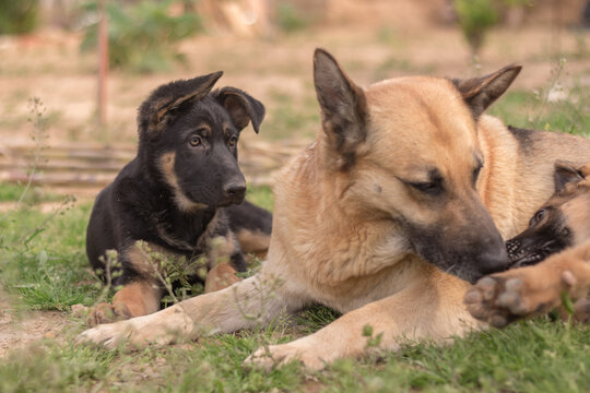 Pair of German Shepherd puppies playing with their mother side by side on the lawn of a country house