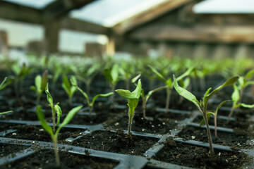 many small tomato seedlings in cassettes in the greenhouse