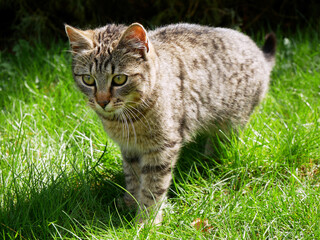 Tabby kitten in the grass. Sunny day in garden. 