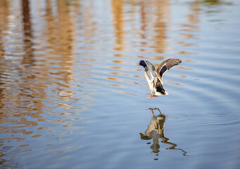 Pato en el  lago de Seseña