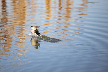 Pato en el  lago de Seseña