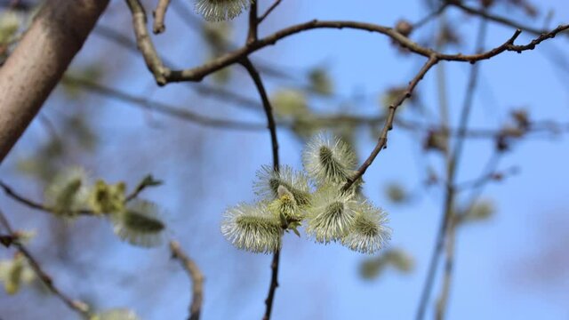 Fluffy Pussy-willow Buds Bloom In The Spring Forest On Blue Sky Background.