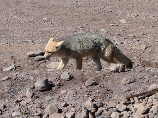 Atacama desert fox Chile