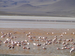 Fototapeta na wymiar Flamingos feed on Bolivia's red lagoon