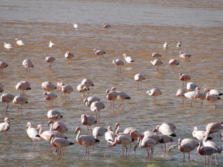 Flamingos feed on Bolivia's red lagoon