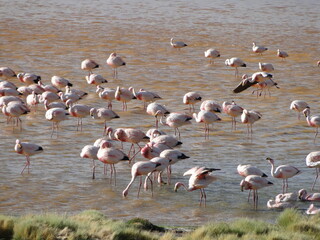 Flamingos feed on Bolivia's red lagoon
