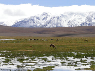 wild animals feed near the frozen mountains