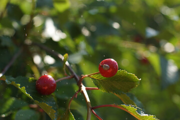 Ripe juicy cherry on the tree in summer