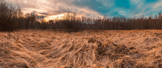 Sunset in a field of grass against a background of a birch forest under a dramatic sky