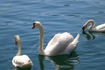 White swans swimming in water. Selective focus.