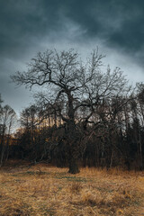 Spooky oak tree without leaves on the background of a dramatic sky