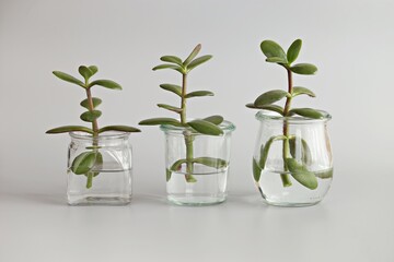 Small succulent plants in glass jars. 