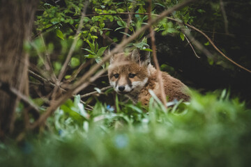 Fuchs in der Großstadt Nachwuchs