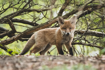 Fuchs in der Großstadt Nachwuchs