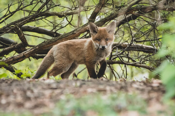 Fuchs in der Großstadt Nachwuchs