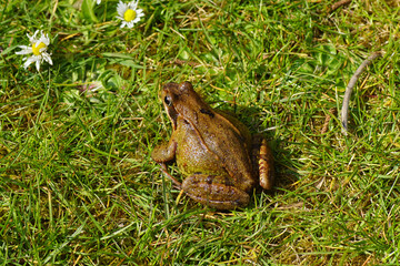 Common frog (Rana temporaria). Family true frogs (Ranidae). On the lawn in a Dutch garden in the spring. April, Netherlands.