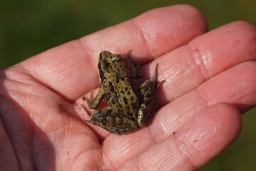 Young Common frog (Rana temporaria). Family true frogs (Ranidae). On the hand in a Dutch garden in the spring. April, Netherlands.