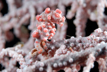 A picture of a pygmy seahorse