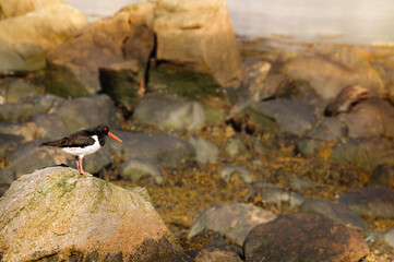 Bird on the background of a rocky landscape on a blurred background. Oystercatcher in northern Norway. Selective focus. Copy space for your text