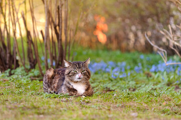 Naklejka na ściany i meble Tabby cat on a beautiful natural background. Spring portrait, bokeh, selective focus with copy space