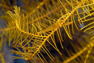 A picture of a Feather star shrimp © ScubaDiver