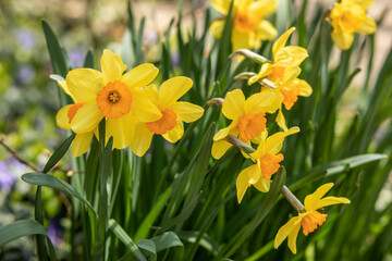 Obraz premium yellow daffodils in spring