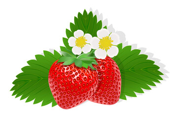 Flower of strawberry illustration for web isolated on white background