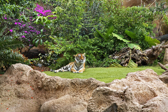 Tiger in Loro Park in Puerto de la Cruz. Tenerife. Spain
