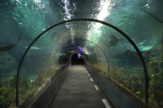 Aquarium in Loro Park in Puerto de la Cruz. Tenerife. Spain