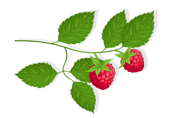 Raspberry sweet fruit illustration for web isolated on white background