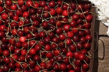 Large tray full of bright ripe red cherries