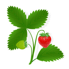 Strawberry sweet fruit illustration for web isolated on white background