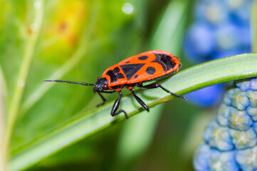 Firebug, Pyrrhocoris apterus, is a common insect of the family Pyrrhocoridae.