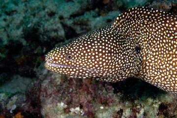 A picture of a white mouth moray