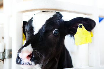 A cute calf in a calf barn at a dairy farm.  © наталья саксонова