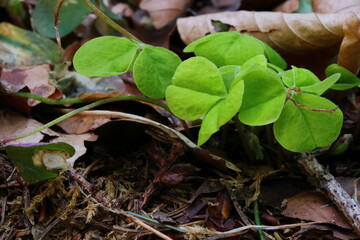 close up of young clover amidst leaves