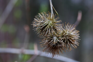 close of spiky balls on a plant