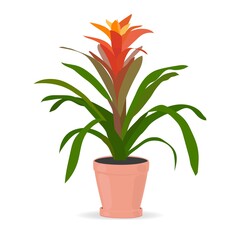 Indoor plant for the house guzmania,. Isolated on white background. Colored flat vector.