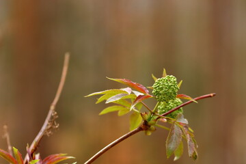 close up of parts of a young plant in the woodland