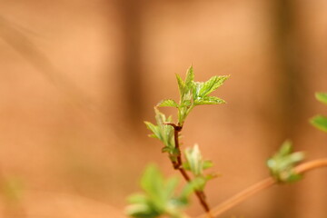 close up of a shoot on a twig