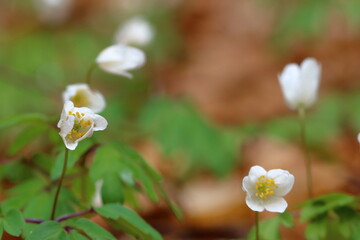 close up of small wild flowers  amidst leaves