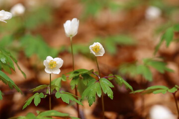 close up of small wild flowers  amidst leaves