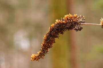 close up of dry elder berry seeds