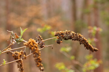 close up of dry elder berry seeds