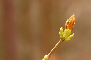 close up of a shoot on a twig